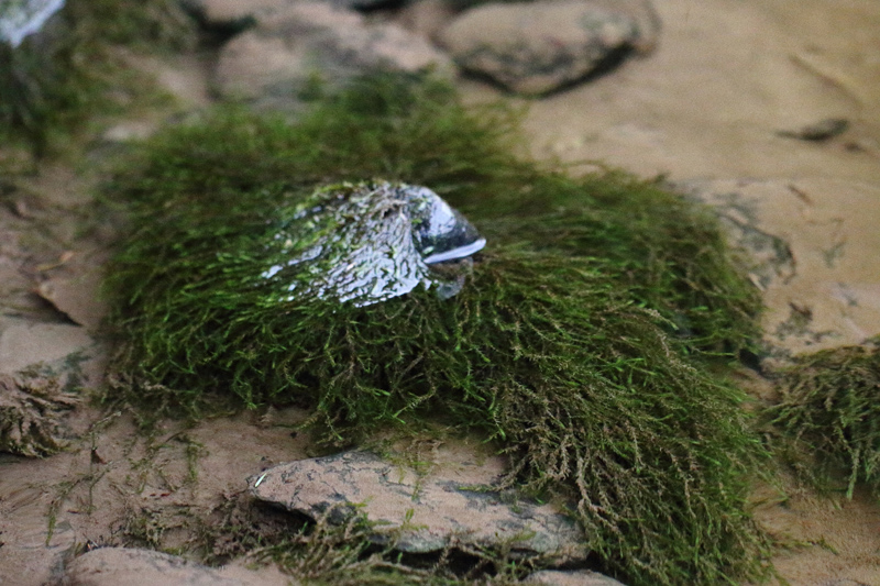 Fontinalis hypnoides